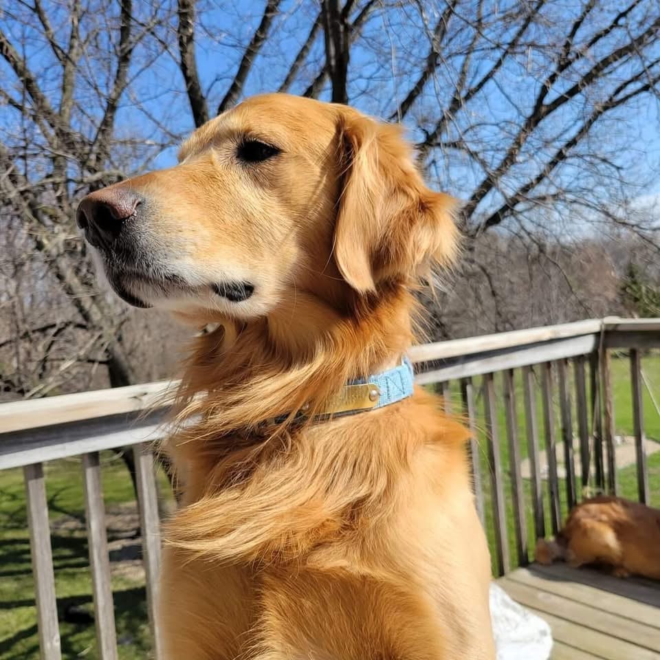 Bailey, Golden Retriever