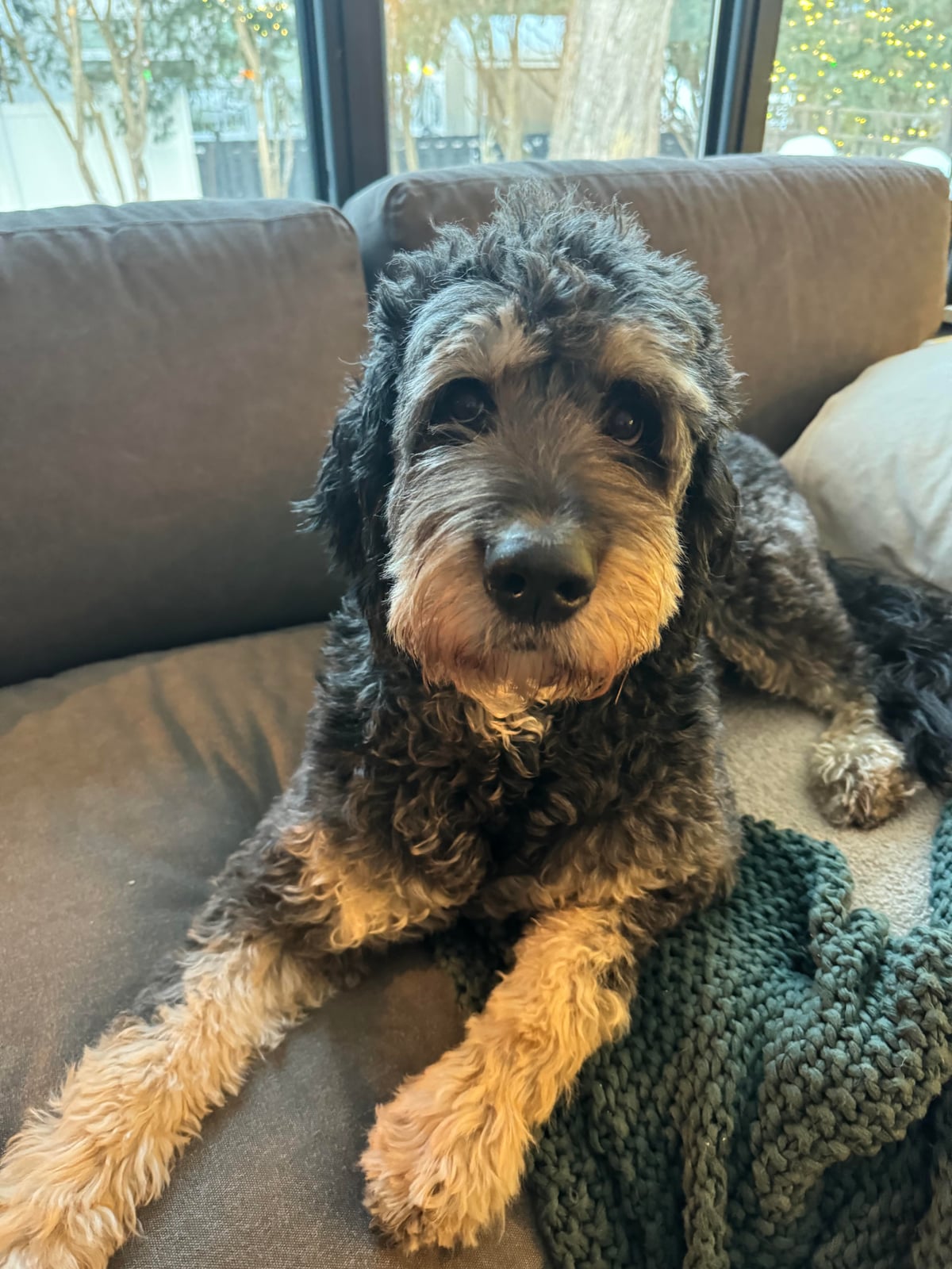 Bernice, Bernedoodle