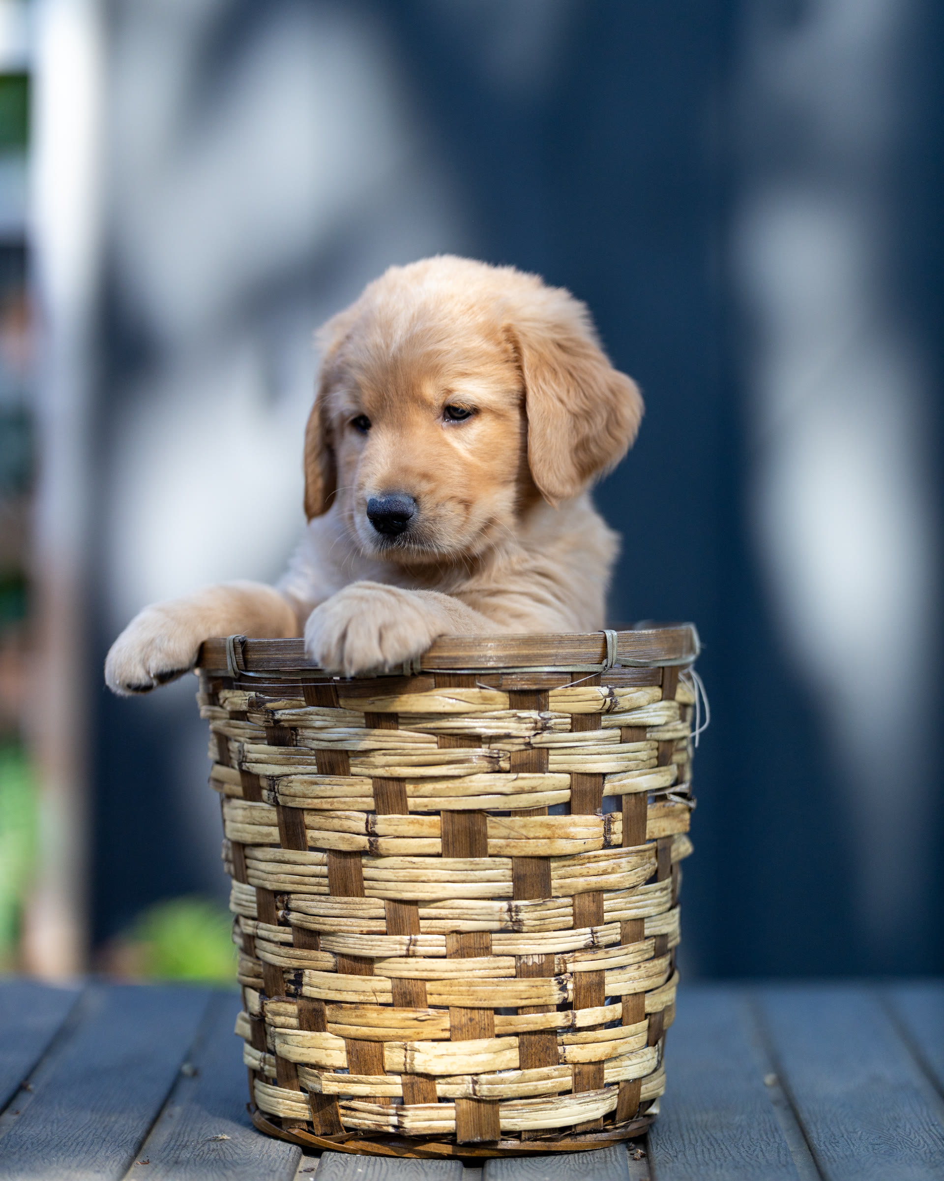 Cody, a boy golden mountain doodle puppy