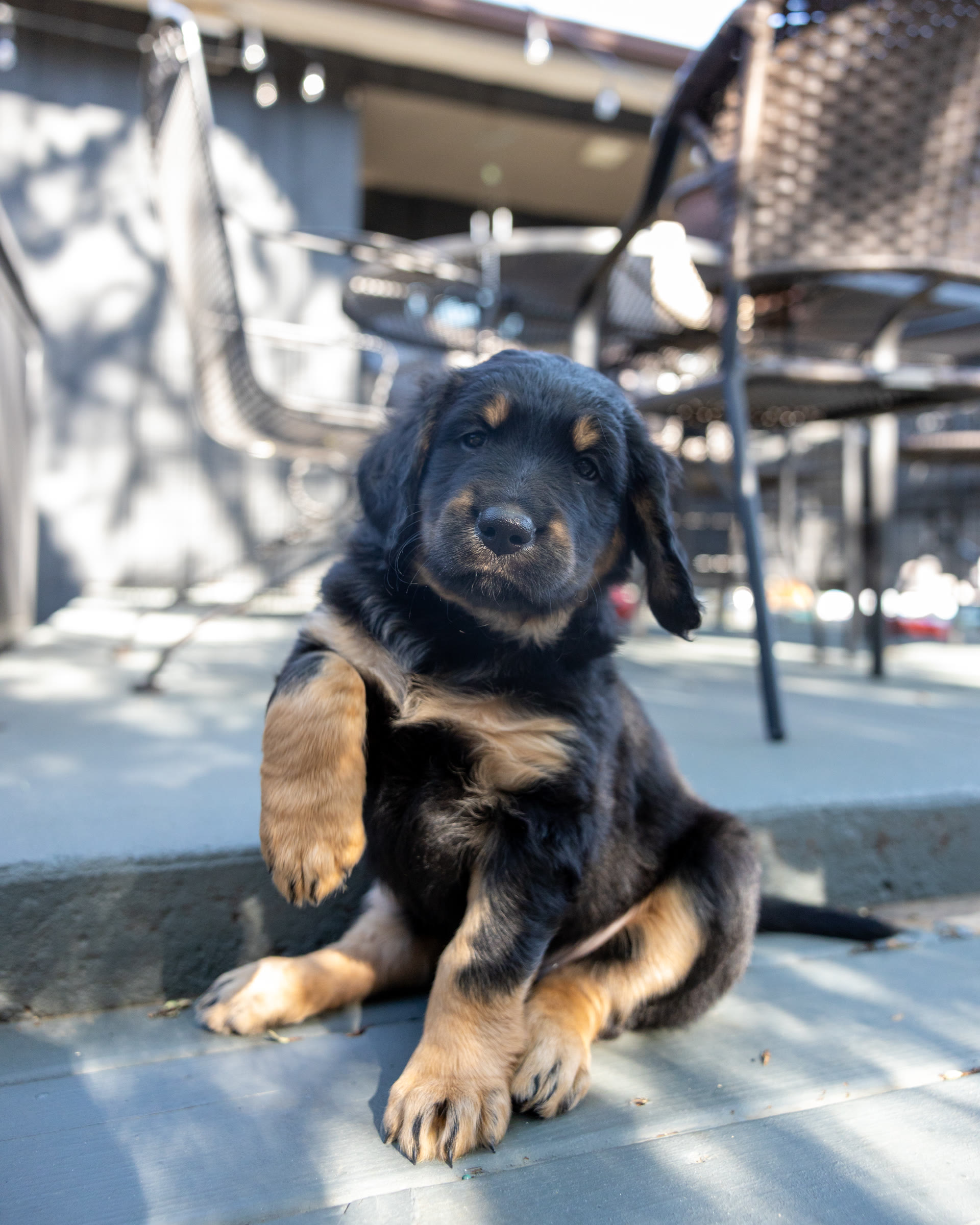 Frankie, a girl golden mountain doodle puppy