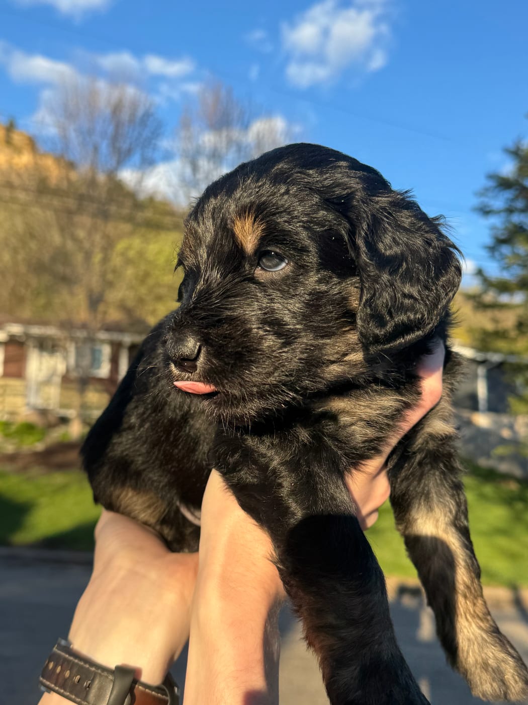 Gracie, a girl golden mountain doodle puppy