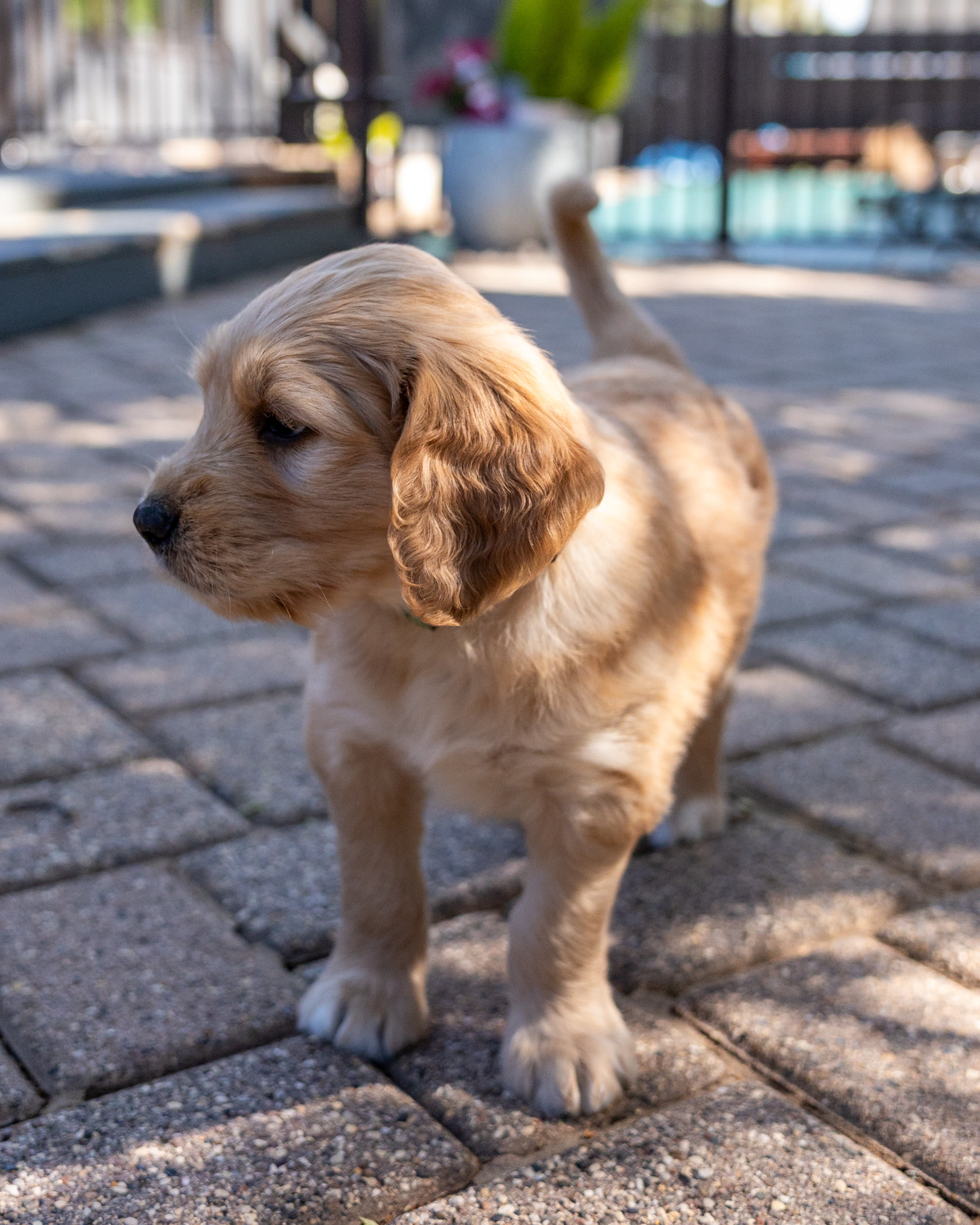 Harvey, a boy golden mountain doodle puppy