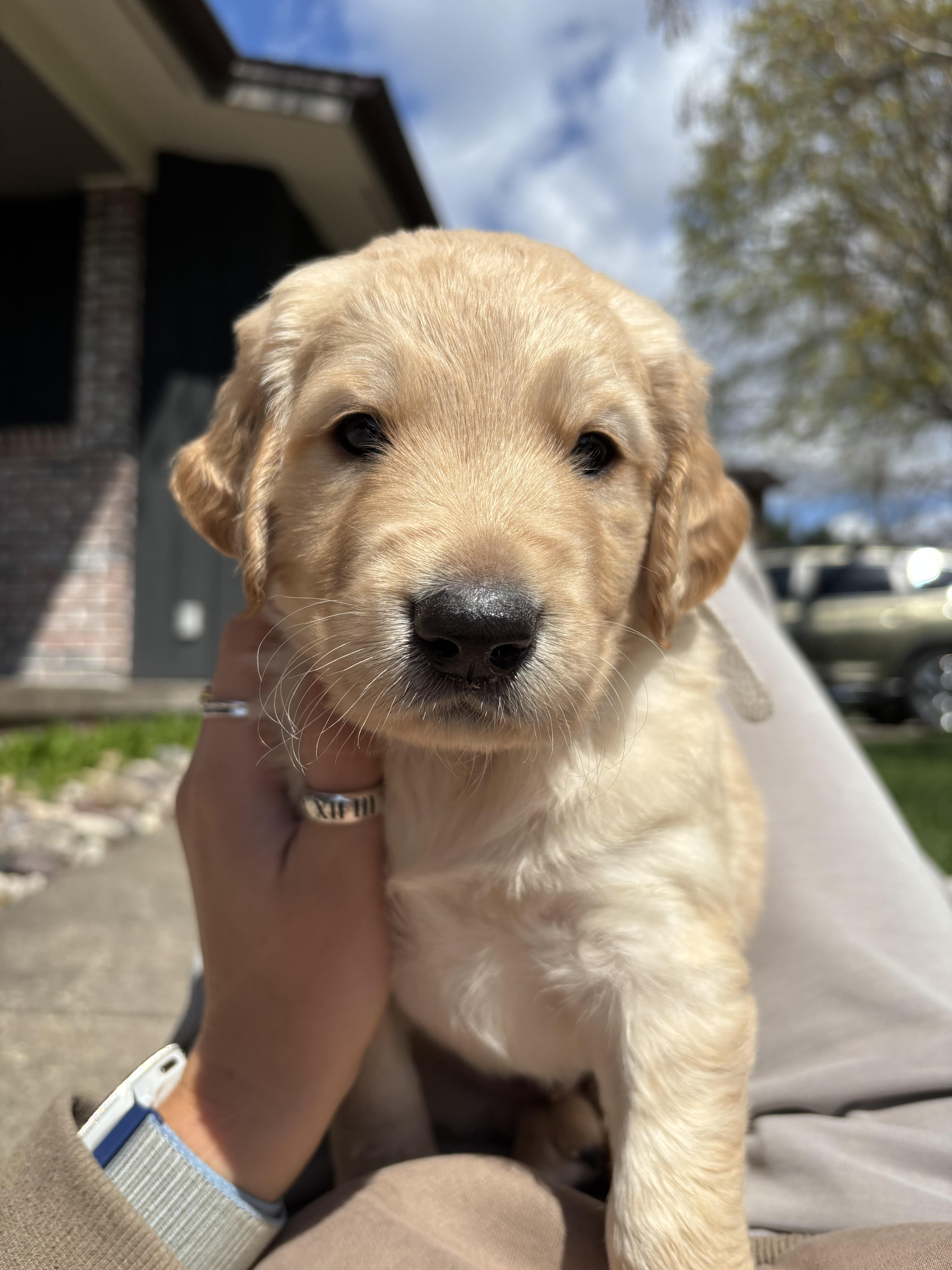 Randall, a boy golden mountain doodle puppy