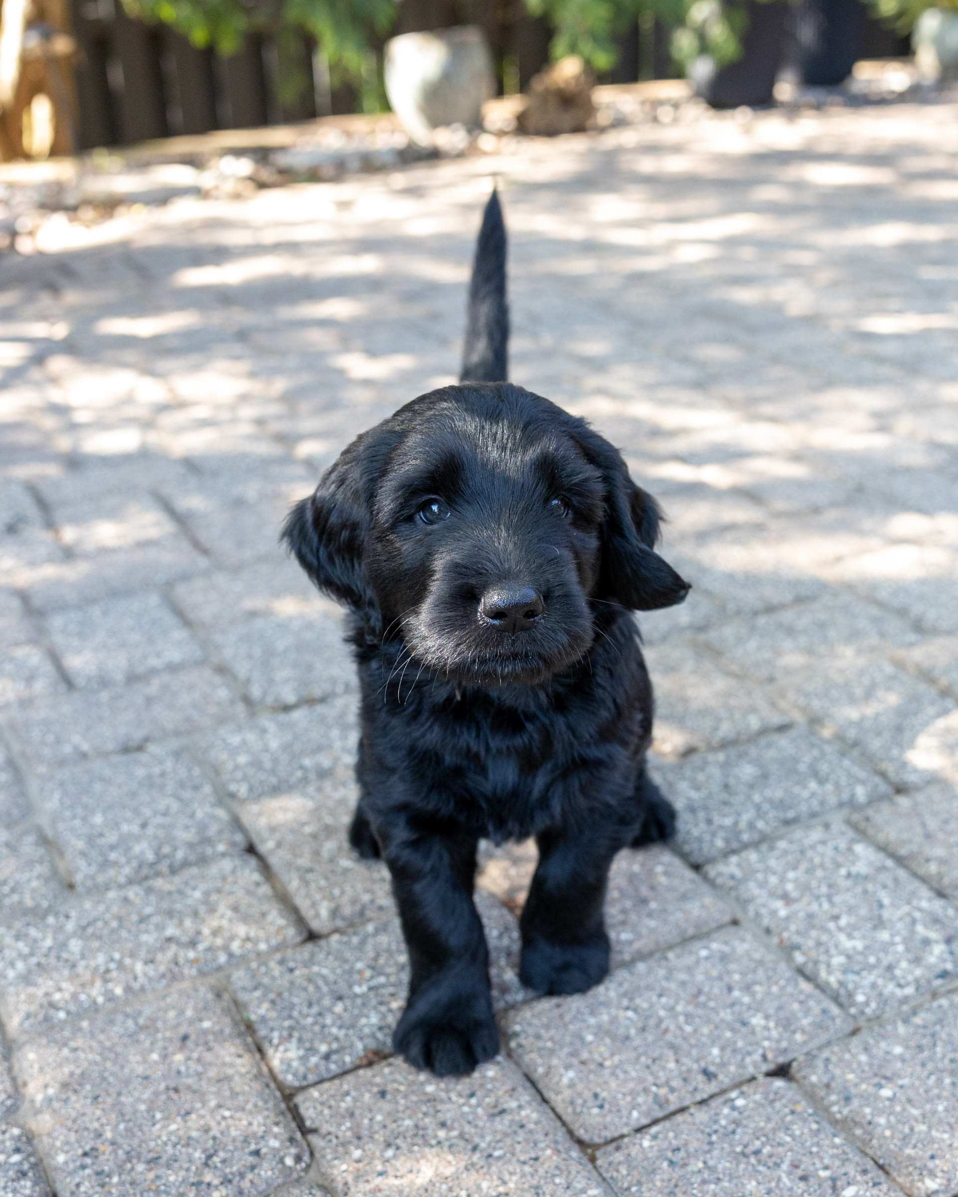 Roger, a boy golden mountain doodle puppy