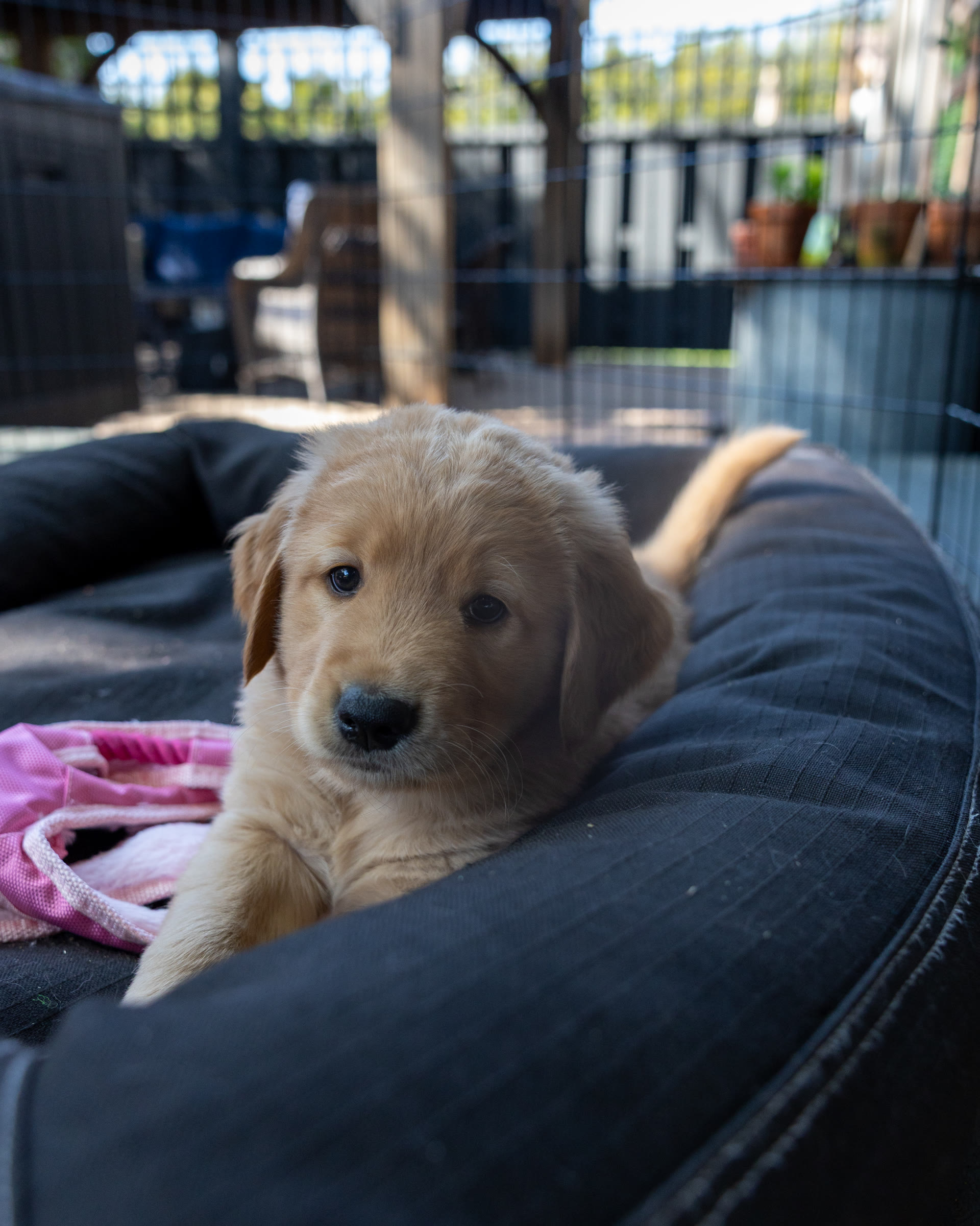 Steve, a boy golden mountain doodle puppy