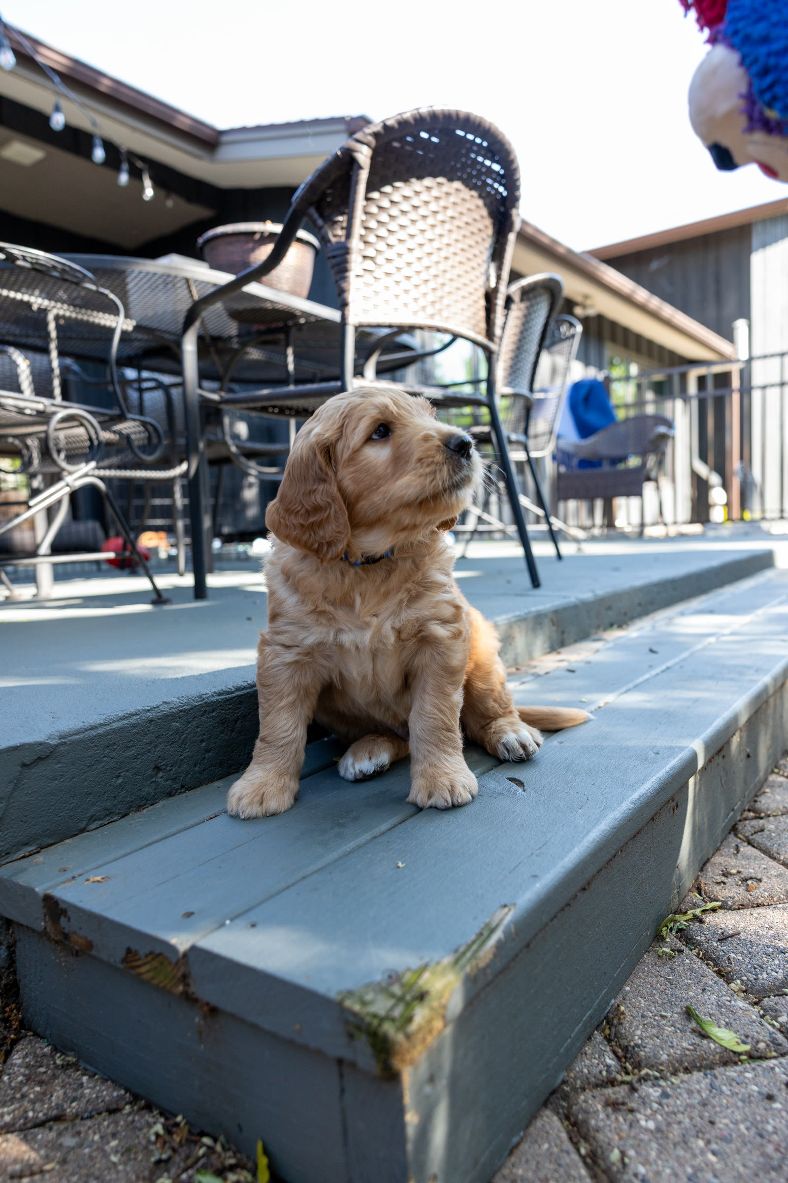 Zach, a boy golden mountain doodle puppy